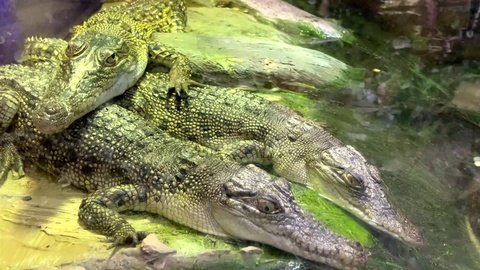 CROCODILES SMALL
