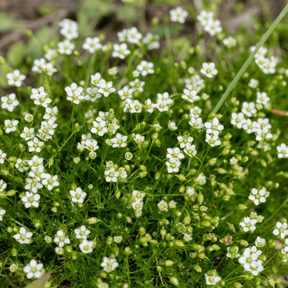 IRISH MOSS
